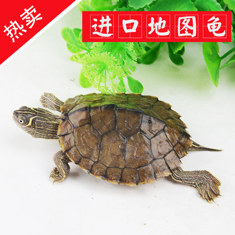 正品[宠物龟]宠物龟价格评测 宠物龟怎么养图片