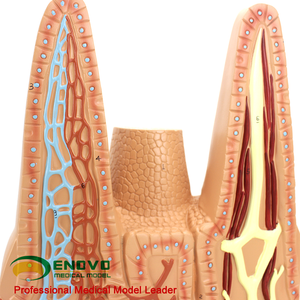 enovo颐诺医学用人体小肠绒毛解剖模型消化系统模型医用生物教学