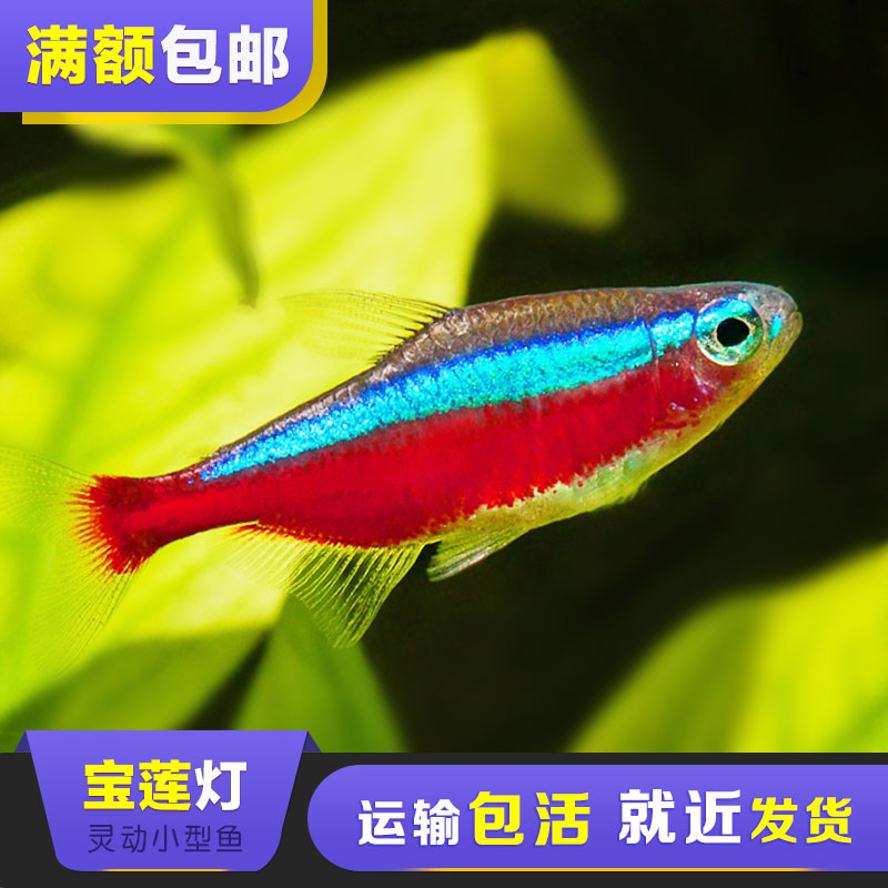 包邮多种小型灯科鱼集锦热带观赏鱼宝莲灯鱼红鼻子剪刀活体群游鱼