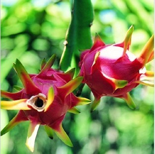 热销行道树木 果树苗2013庭院植物火龙果 行道