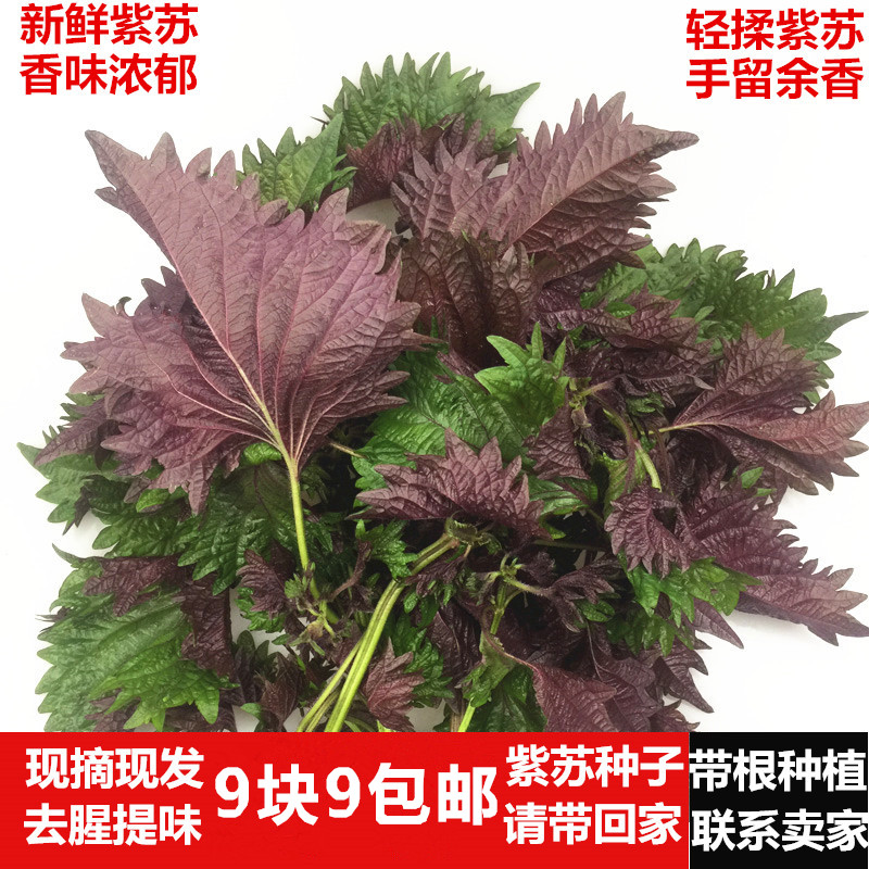 中药材紫苏叶50g 紫苏干紫苏除腥去腥鱼甲虾蟹香料散装