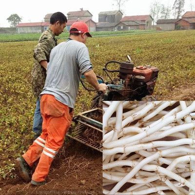 鱼腥草新鲜 折耳根新鲜 现挖野生侧耳根节节根传统营养滋补品5斤