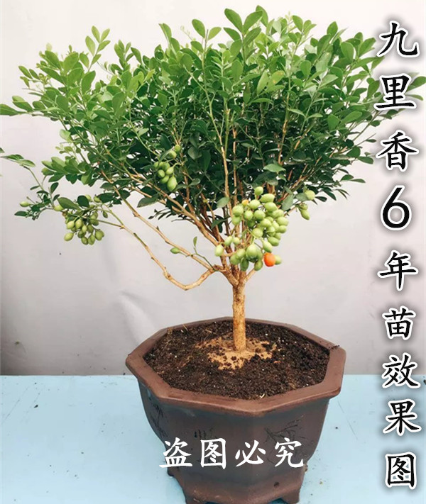 九里香室内花卉观叶观花四季常青驱蚊植物当年开花易成活2年苗