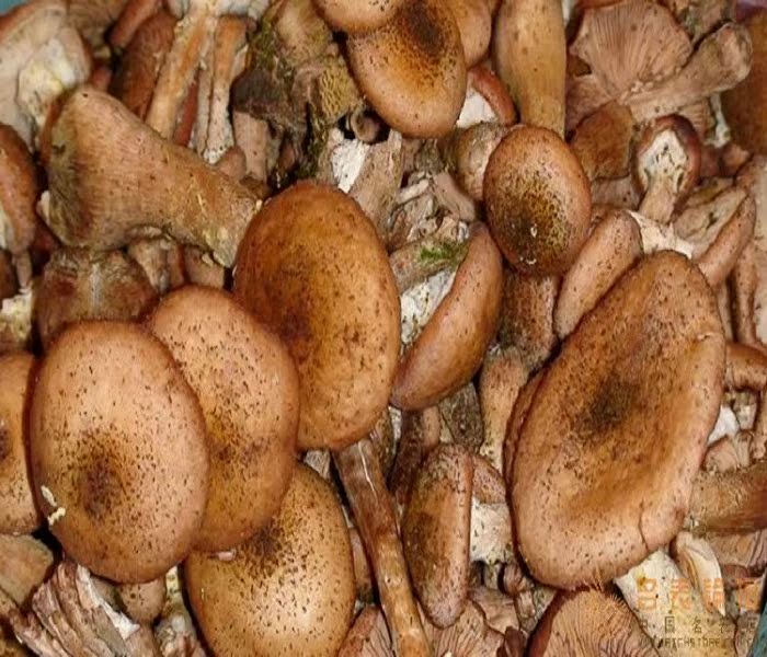 【梁姐】榛蘑菇东北野生干蘑菇丁特产干货小鸡炖臻蘑250g新榛蘑菇