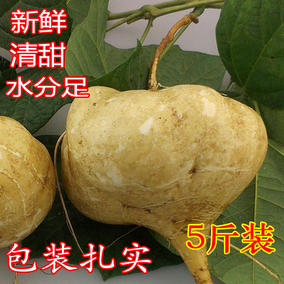 四川白地瓜 新鲜凉薯小番薯豆薯 汁多味甜 新鲜蔬菜5斤装包邮