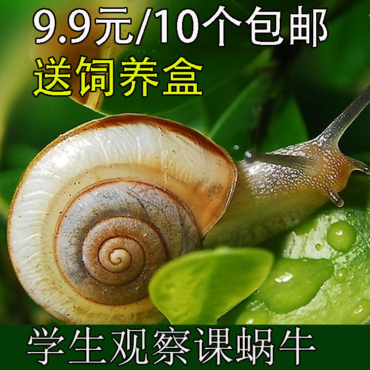 山蜗牛 小蜗牛 学生科普蜗牛 学生观察课蜗牛野生活体蜗牛 活