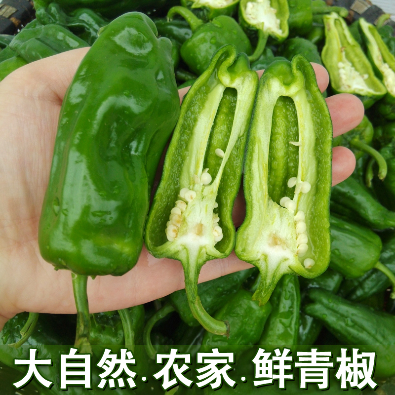 新鲜薄皮辣椒 微辣青椒做虎皮椒 灯笼椒 柿子椒 菜椒4