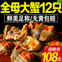 包邮 现货阳澄湖六月黄大闸蟹鲜活螃蟹全母蟹装 共12只全母
