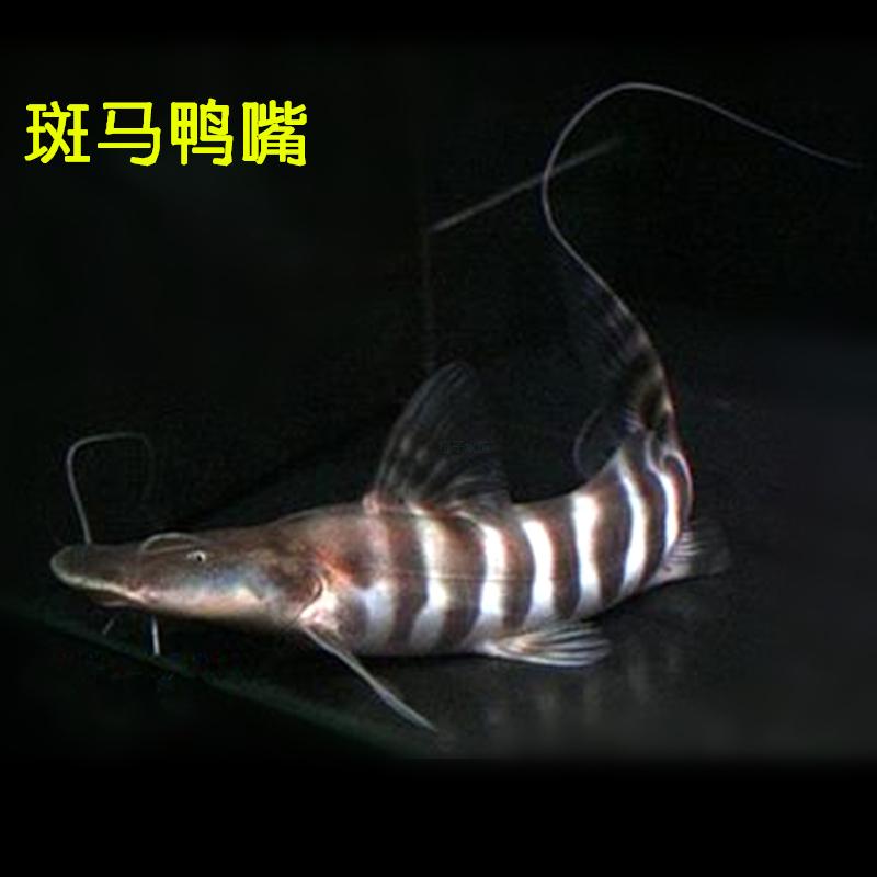斑马鸭嘴鱼大型底层鱼龙缸配鱼肉食鱼淡水鱼加拉辛混养观赏鱼活体