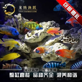 正品[马鲷]马鲷三湖鱼品种图鉴评测 三湖慈鲷马