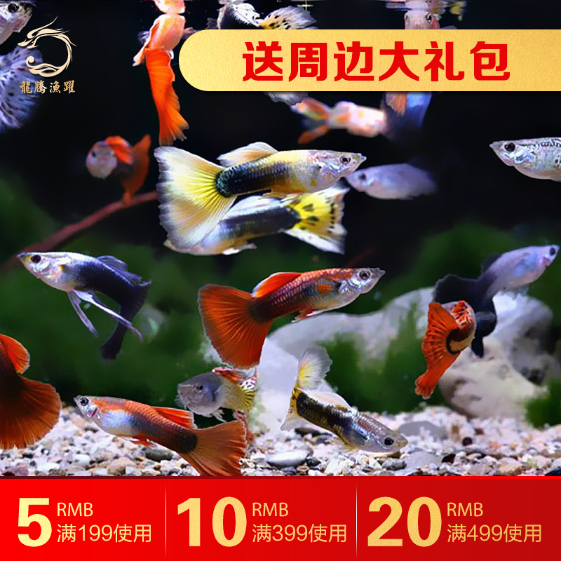 合金金鱼 活体 观赏鱼 日本合金金鱼祖先 风水鱼