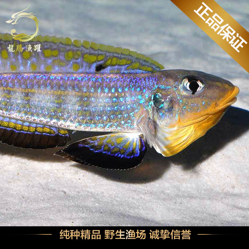 热带鱼三湖慈鲷坦鲷观赏鱼活体底栖类黄e黄颚伊丽莎龙王鲷鱼