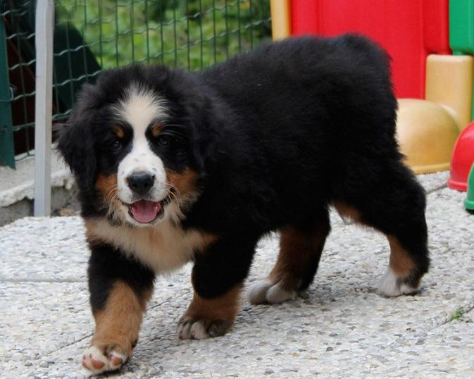 瑞士伯恩山犬纯种幼犬活体城市家养黑色伯恩山犬外地发货犬舍直销