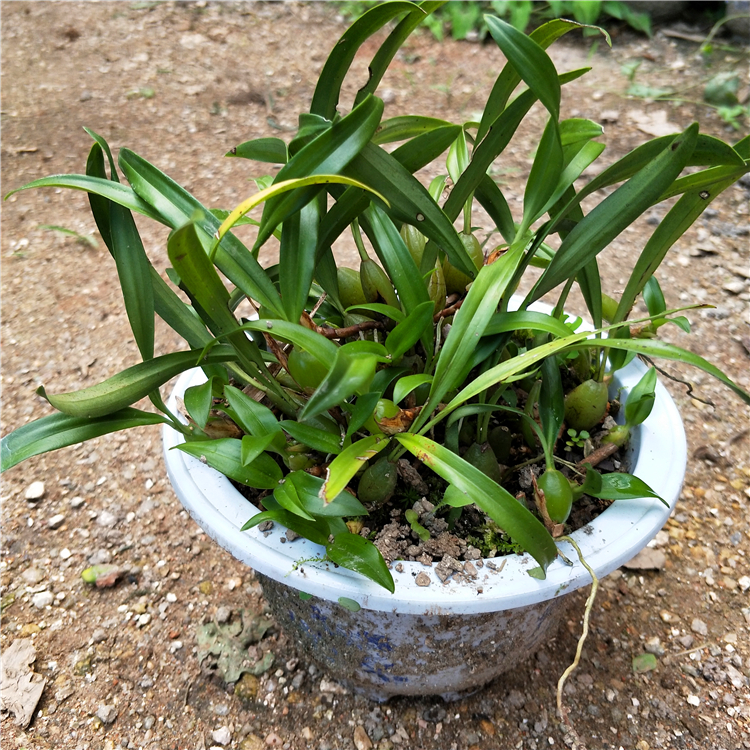 野生双叶岩珠石橄榄石豆兰石仙桃石斛兰花植物盆景盆栽绿植促销