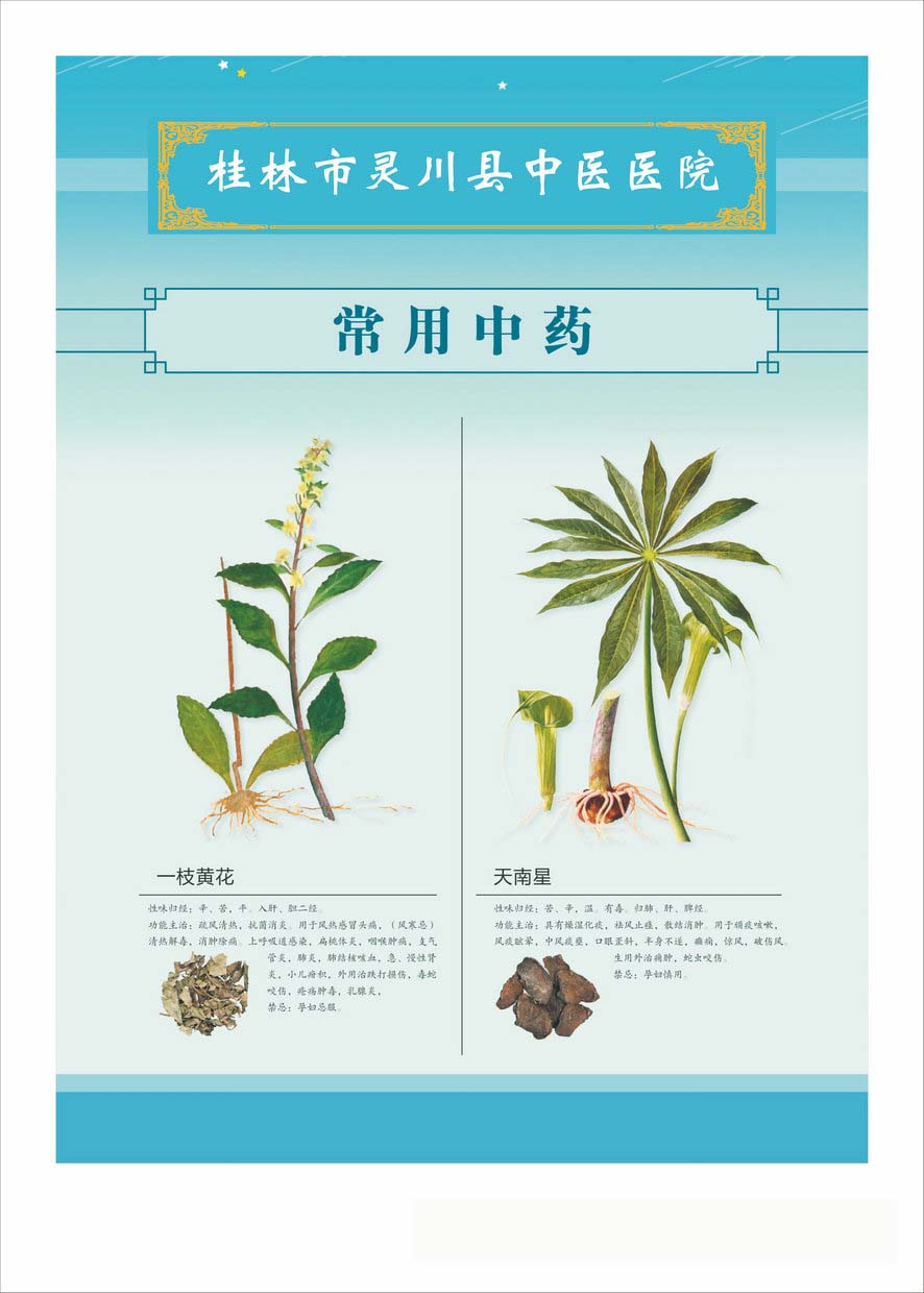 热卖新款医院科室标语海报印制 中药一枝黄花天南星挂图 特价打折