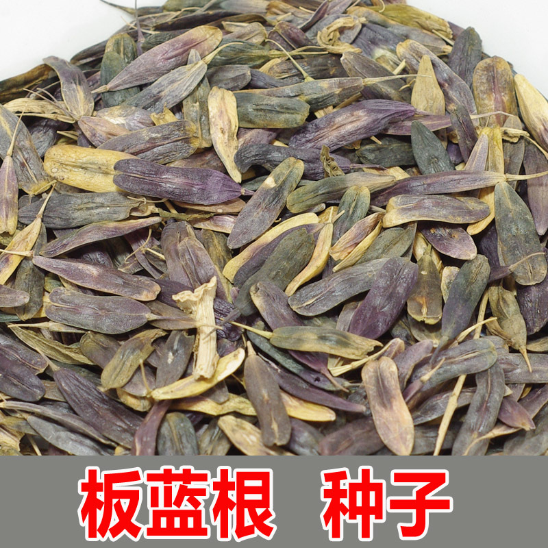 【包邮】中药材种子批发板蓝根种子大青叶种子批发蓝靛青药食兼用
