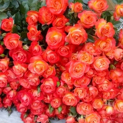 轩花物语欧洲进口玫瑰蔷薇 狂欢泡泡 橘红色 灌木多头