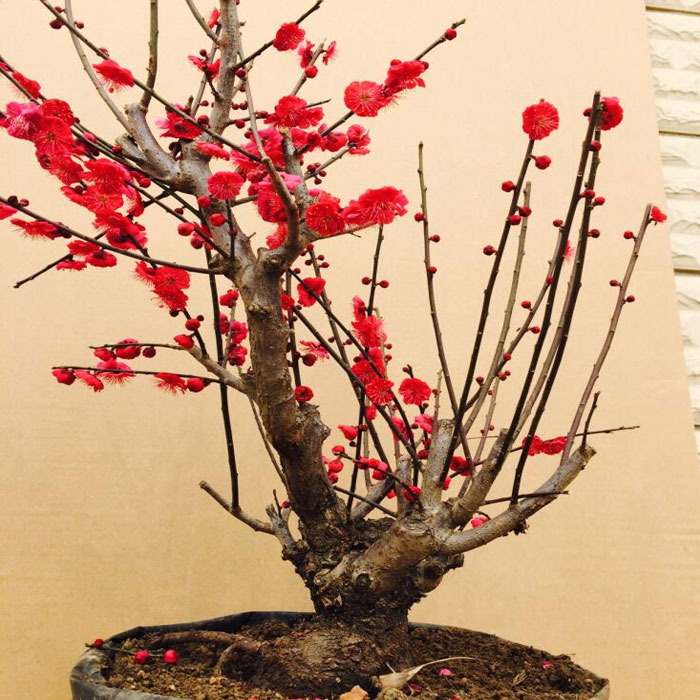 实物 梅花盆景树桩 乌梅 朱砂红梅花老桩盆景 耐寒盆栽树苗