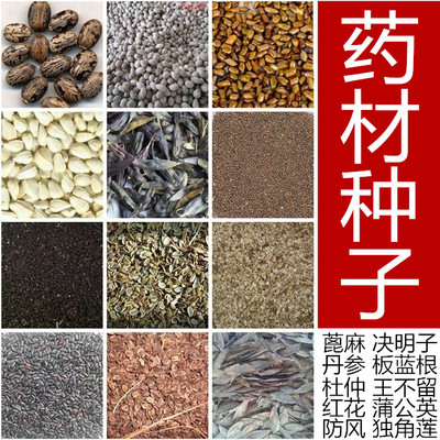 中药材种子杜仲丹党参桔梗板蓝根益母草决明子柴胡防风白芨蒲公英