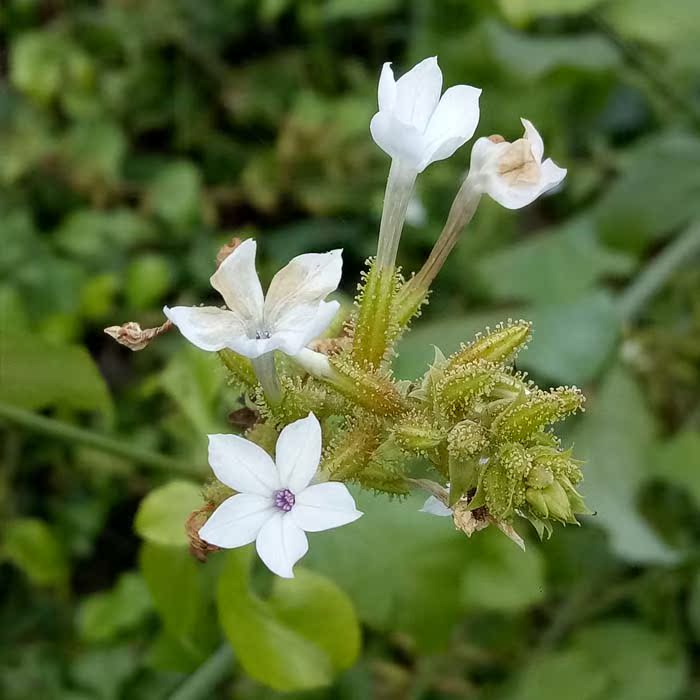 5件包邮野生中草药材白花丹 白雪花 白皂药 一见消 火灵丹