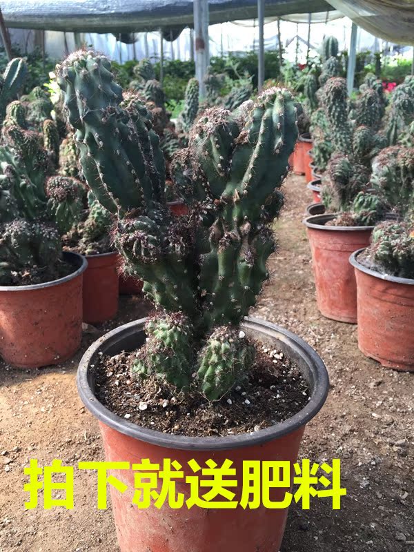 仙人山虎头罗汉山影拳 仙人掌类沙生多肉植物 虎头山影 盆栽花卉