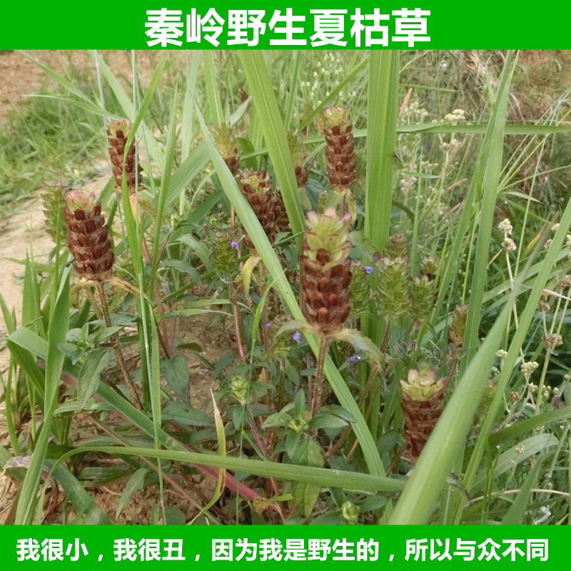 秦岭野生夏枯草中药材夏枯球茶 棒槌草 六月干 白花草500克包邮