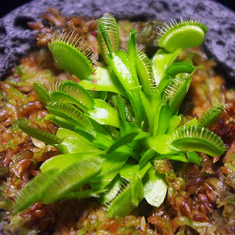 菜多款食虫植物苗盆栽吃苍蝇捕蚊子粘小飞虫驱蚊草捕蝇草包邮茅膏