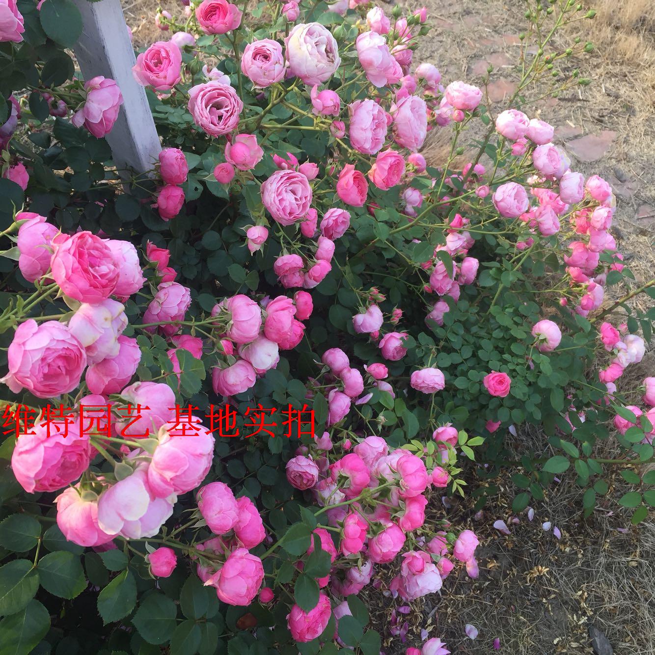 【维特园艺】欧月小藤本 艾拉绒球月季花苗 花量超级大 店主推荐