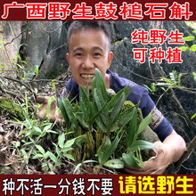 包邮 广西野生鼓槌石斛兰花金弓石斛兰花鼓棒石斛棒槌鼓节石斛2份