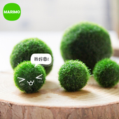 海藻球微景观桌面绿植球藻创意迷你水培植物 包邮 幸福毬藻 MARIMO
