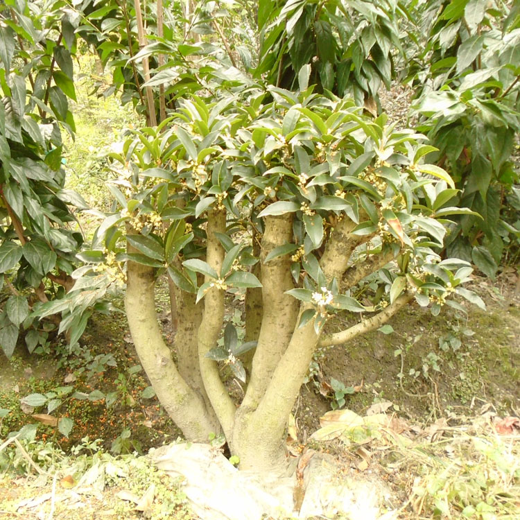 桂花苗四季桂浓香型花卉盆栽桂花盆栽 地栽苗 金桂丹桂沉香桂包邮