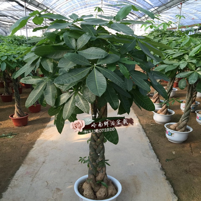 客厅办公室大型花卉植物大盆景室内独杆大发财树辫子发财树盆栽