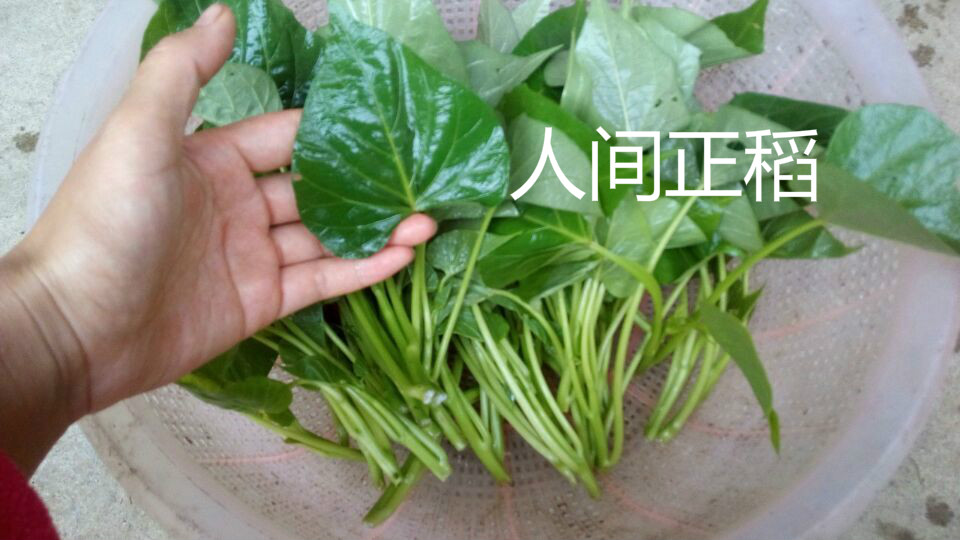 红薯苗 红薯叶-食叶型番薯苗 地瓜叶种苗-红薯