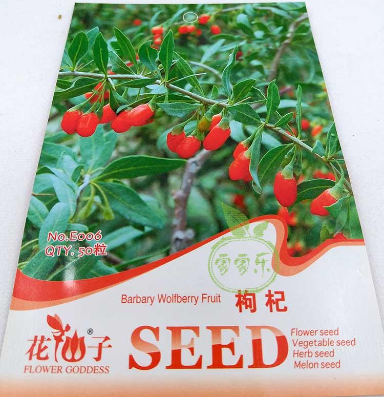 香料种子紫苏  紫叶苏 枸杞 板蓝根种籽