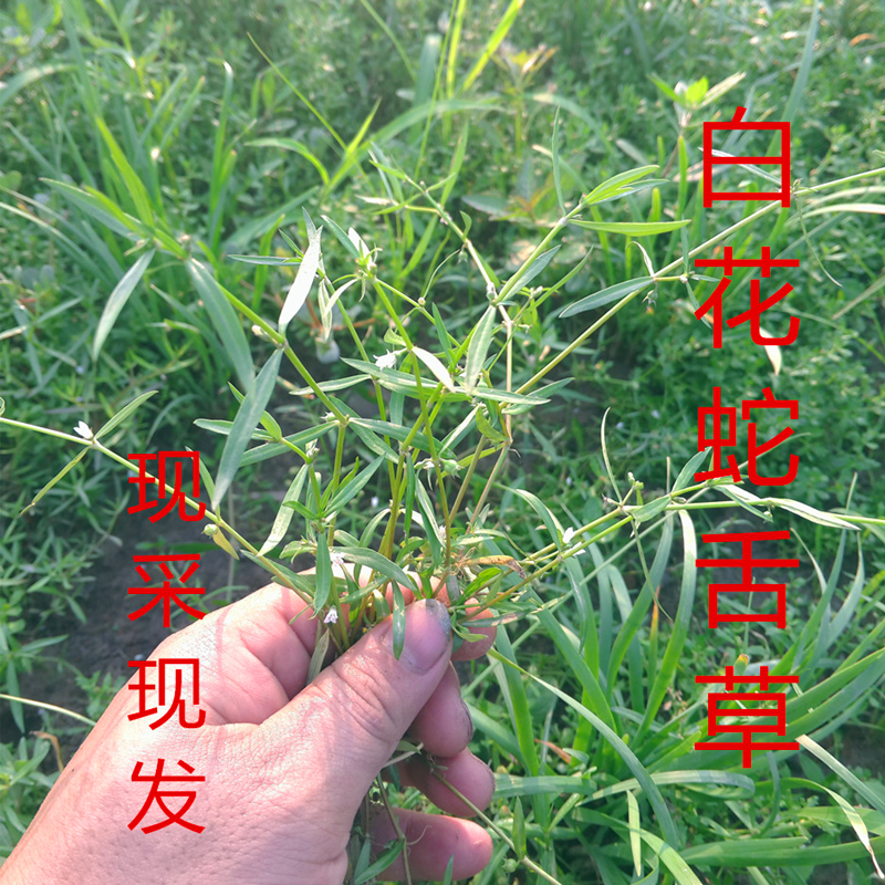 正宗新鲜野生白花蛇舌草 可配半枝莲 蛇舌草种子250g现摘现发货