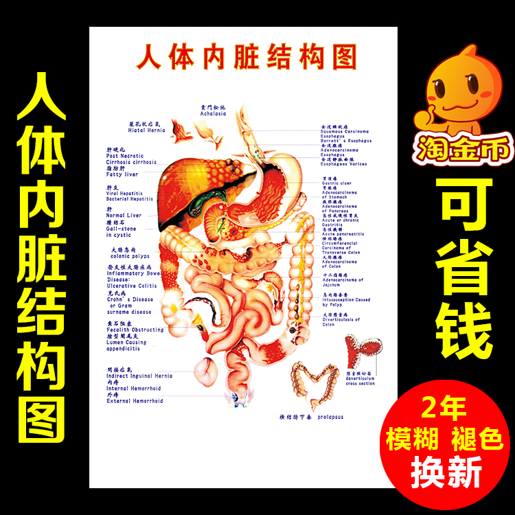 包邮人体内脏解剖系统示意图医学宣传挂图人体器官结构图医院海报