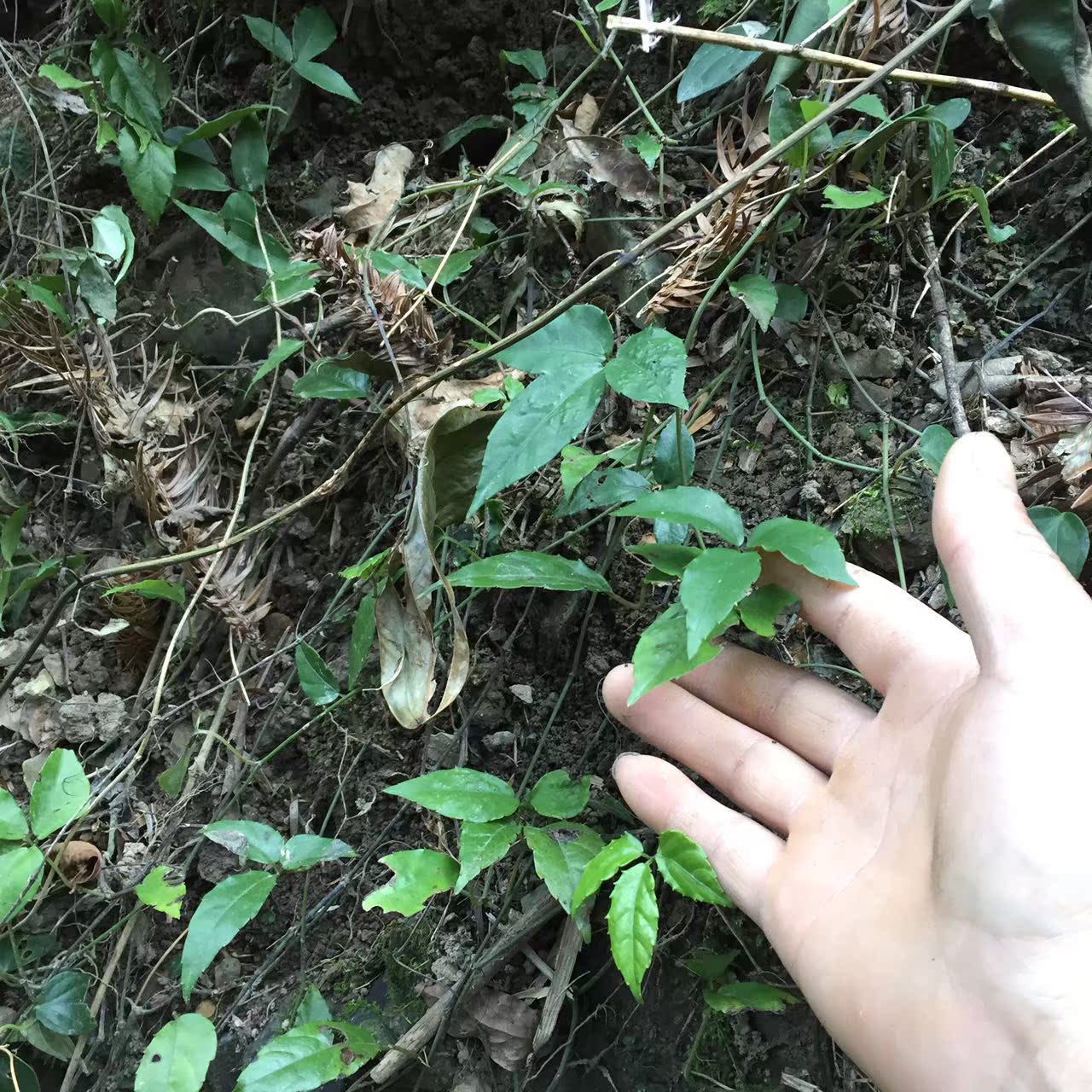 雁荡山野生三叶青整个金线吊葫芦干精选货金丝吊葫芦
