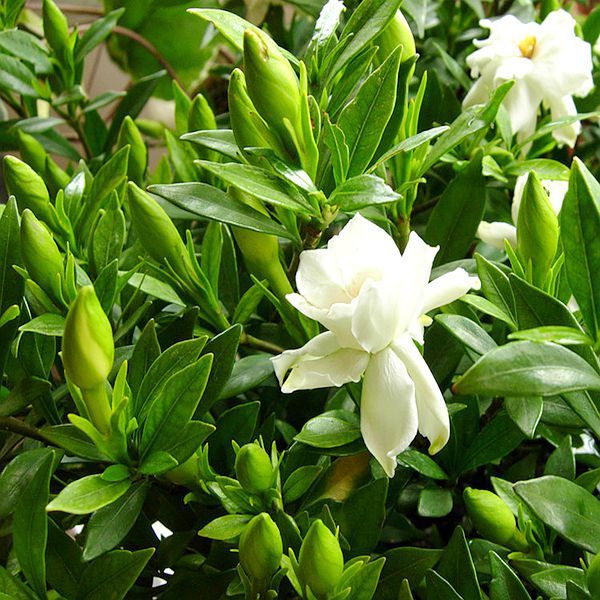 盆栽绿植花卉小叶栀子花苗雀舌栀子花苗花香浓郁满屋香易培育栽培