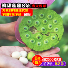 包邮 鲜莲子米即食生吃孕妇水果现采农家野生嫩莲子8朵 新鲜莲蓬