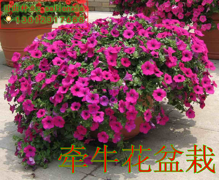 垂吊矮牵牛种子低矮花卉 攀爬大牵牛花 喇叭花 花坛花海