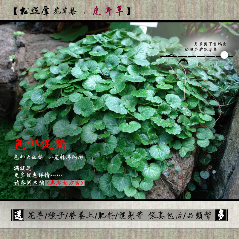 庭院植物盆栽 【虎耳草】金丝荷叶/室内垂挂植物/药材/喜阴耐旱