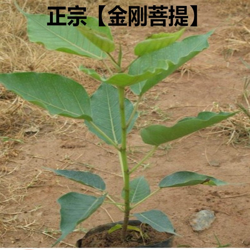 金刚菩提苗凤眼菩提树苗盆栽佛教文化瑰宝菩提子黄花梨树苗