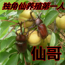 饲养简单易学 送彩图饲养手册 独角仙成虫2017年新羽化新手套餐