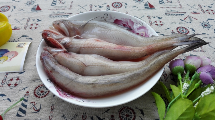 海捕豆腐鱼 九肚鱼 狗兔鱼 新鲜海鱼 野生鱼类 广东茂名特产海鲜
