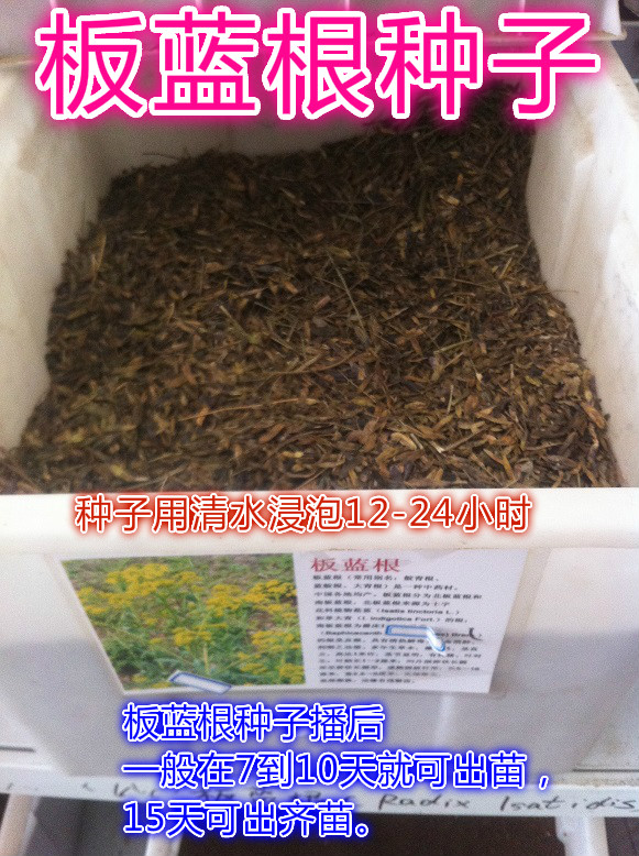板蓝根种子 中药材种子批发板蓝根种子 按斤批发食用种子