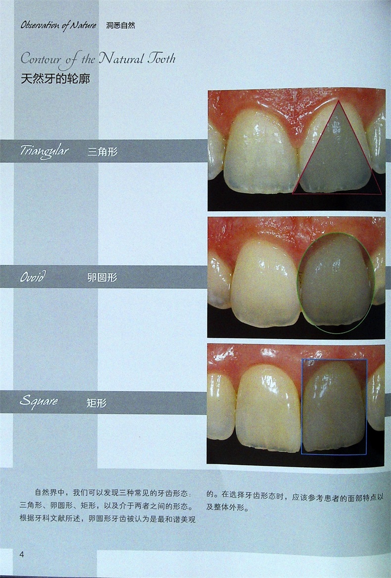 师晓蕊 口腔技工学精粹口腔美学修复分层技术教程书籍口腔修复 牙齿