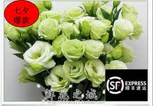 包邮 婚礼庆典家用插花情人生日办公室花卉2扎顺丰 云南鲜花洋桔梗