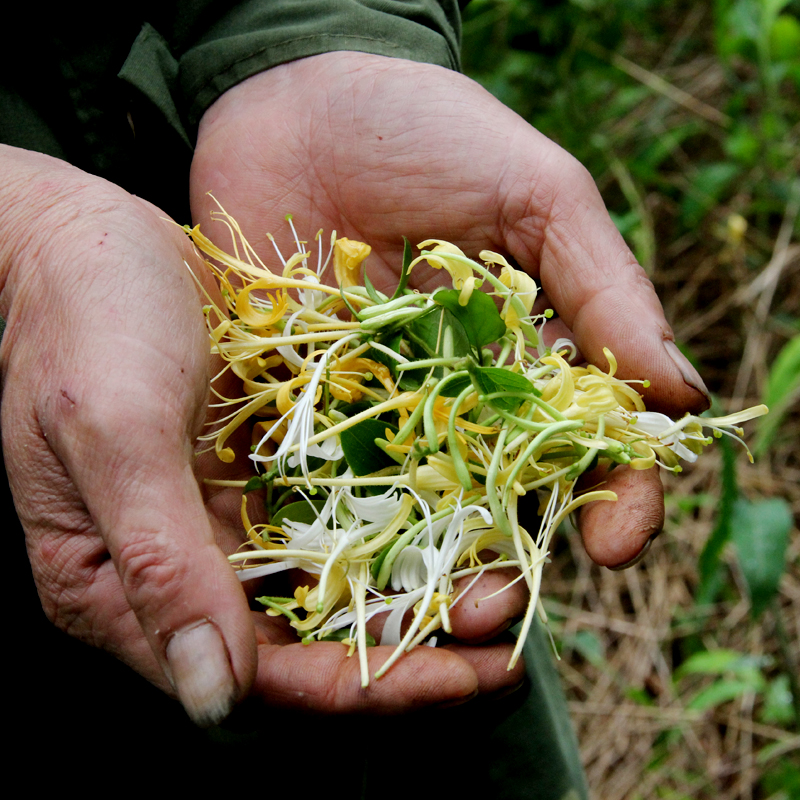 广东河源野生金银花深山纯天然金银花草茶清热降火茶叶50克