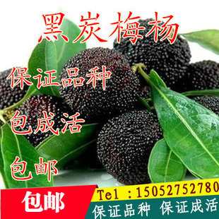 正宗嫁接荸荠种黑炭杨梅树苗1年小苗包品种包质量可盆栽直销果树