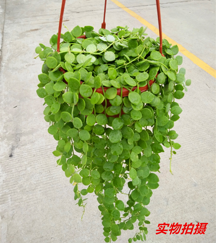 吊金钱多肉植物串钱藤垂吊篮花卉室内阳台百万心纽扣玉藤肉肉盆栽